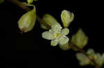 Fringed black bindweed